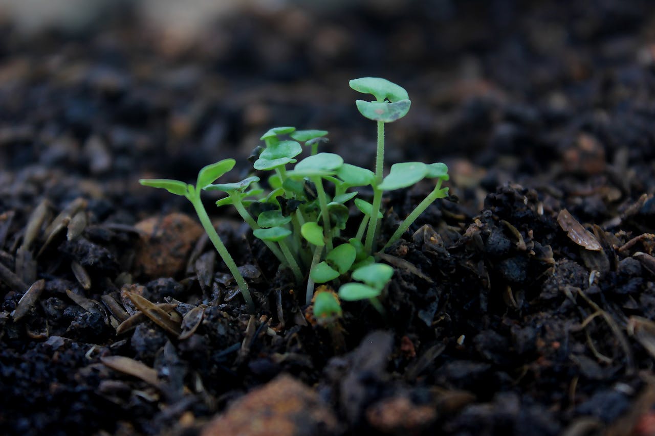 Home Vibrant green seedlings sprouting from dark rich soil, symbolizing new growth.