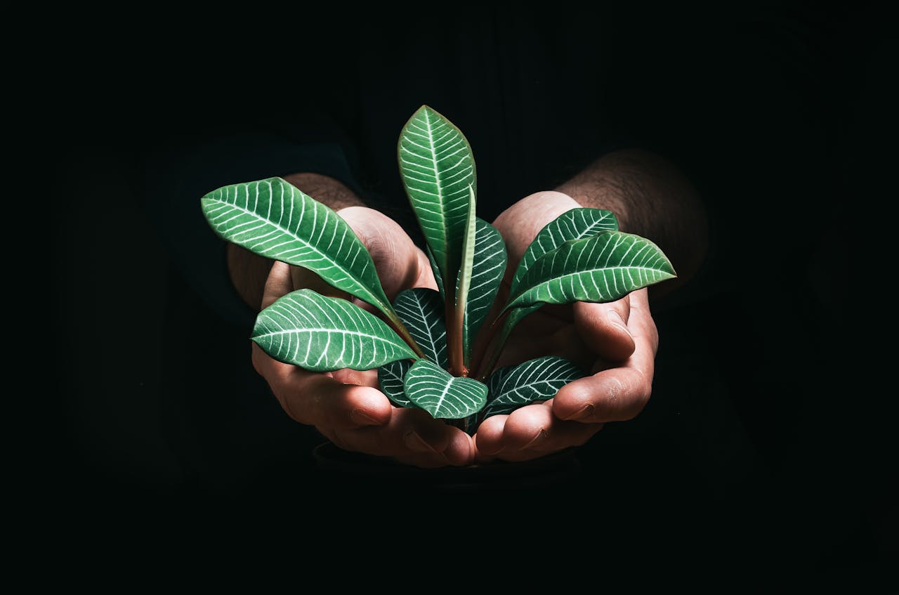 Home Close-up of hands gently holding a tropical plant with lush green leaves on a dark background.